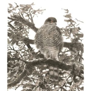 A Sparrowhawk's Lament (How British Breeding Birds of Prey Are Faring)